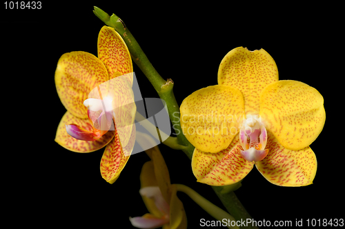 Image of Orchids