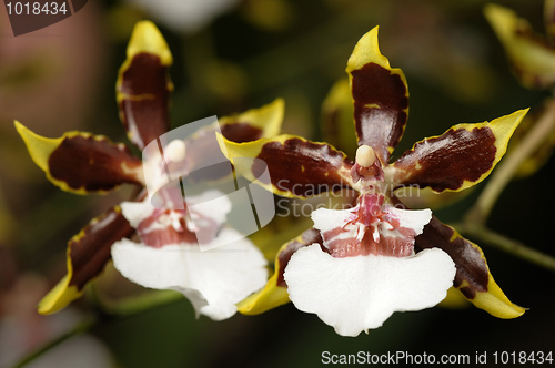 Image of Orchids