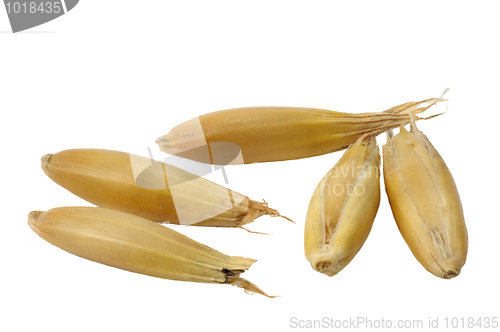Image of Oats