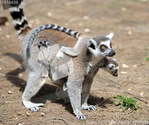 Image of Lemurs