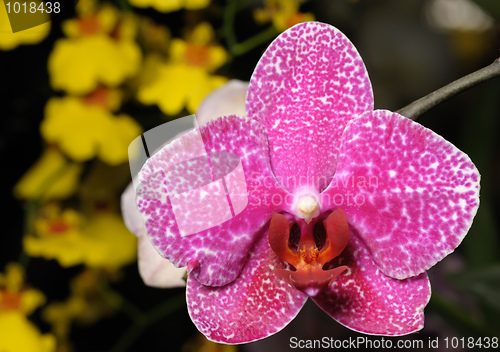 Image of Orchids