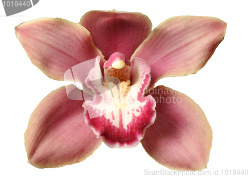 Image of Orchids