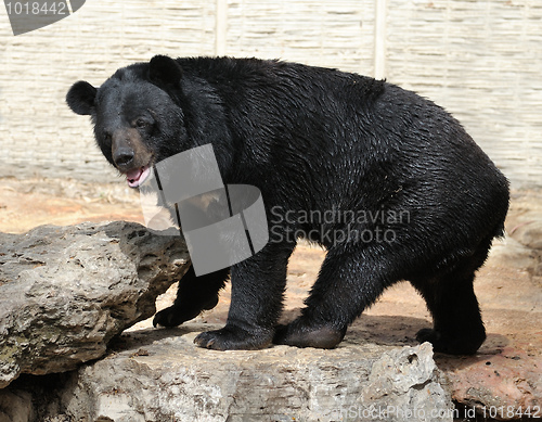 Image of Bear