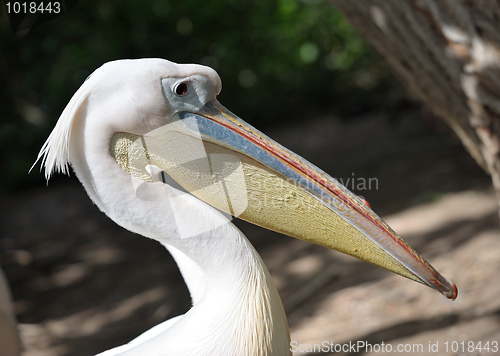 Image of Pelican