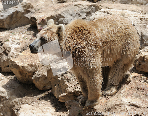 Image of Syrian bear