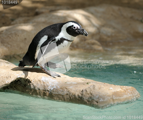 Image of Penguin