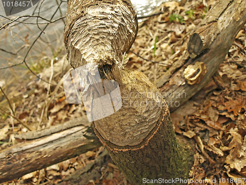 Image of grub of a beaver