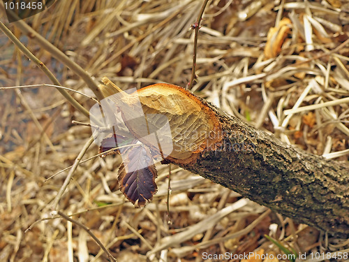 Image of grub of a beaver