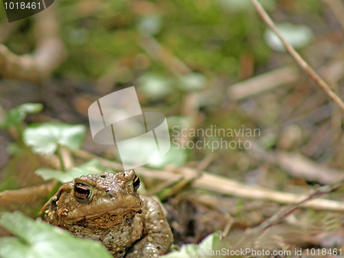 Image of common toad