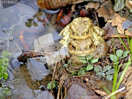 Image of common toad