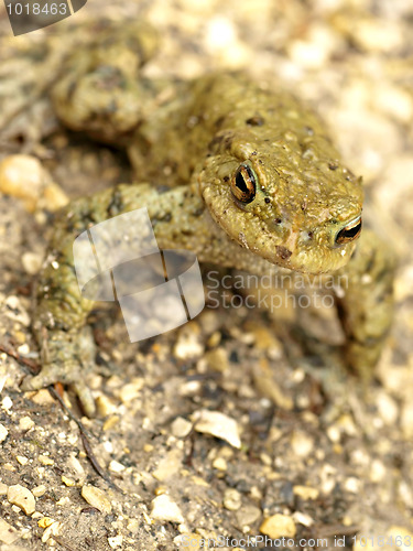 Image of common toad