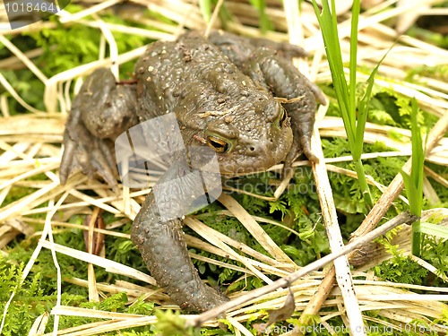 Image of common toad