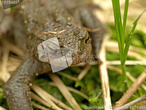 Image of common toad