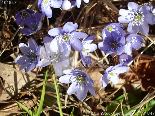 Image of Hepatica