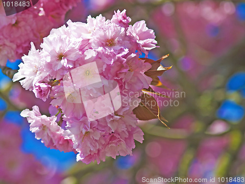 Image of blossom of cherry