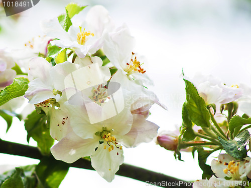 Image of apple tree