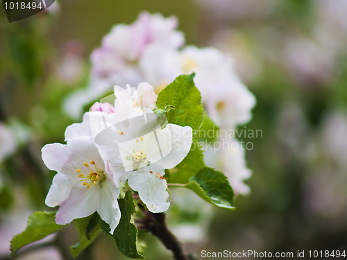 Image of apple tree