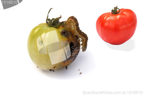 Image of fruit vermin-creeping caterpillar