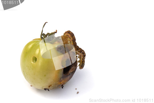 Image of fruit vermin-creeping caterpillar