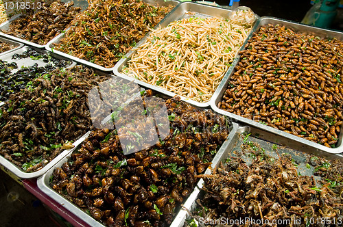 Image of Insects sold as snacks in Thailand