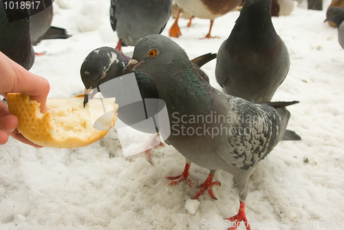 Image of Hungry pigeons in the winter