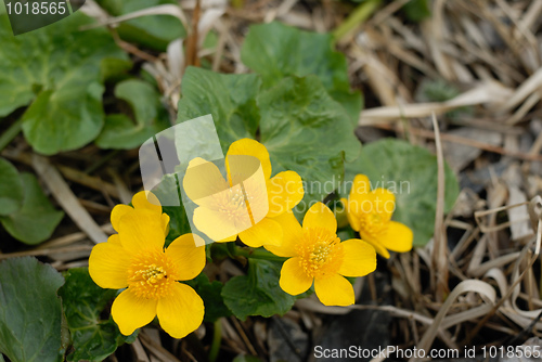 Image of Flowers of Marsh marigolds (Caltha palustris)