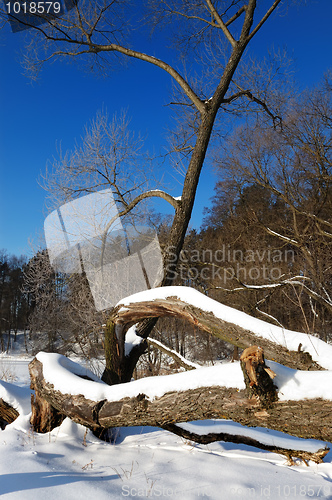 Image of Frosty winter morning