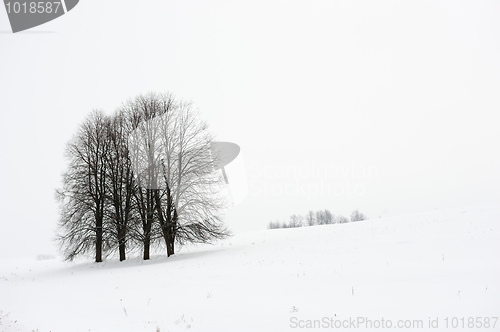 Image of Winter landscape
