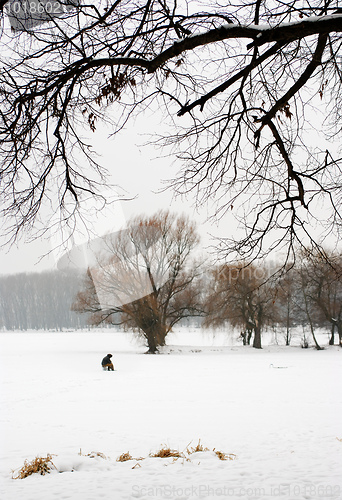 Image of Footprints in the snow 