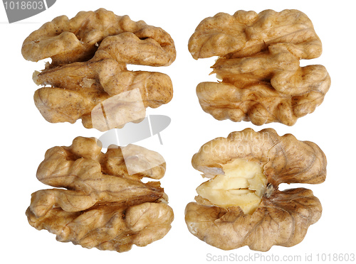 Image of walnut (Juglans regia)