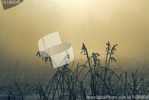 Image of Frosty winter morning
