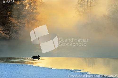 Image of Frosty winter morning