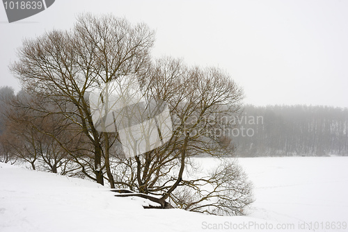 Image of Winter landscape