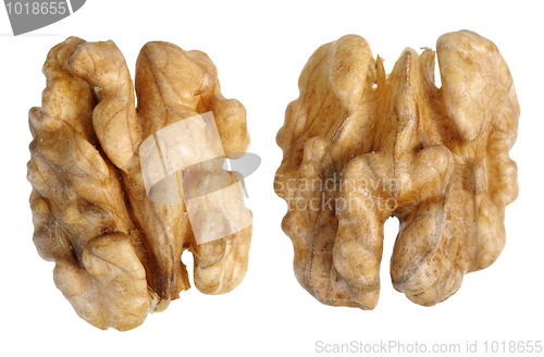 Image of walnut (Juglans regia)