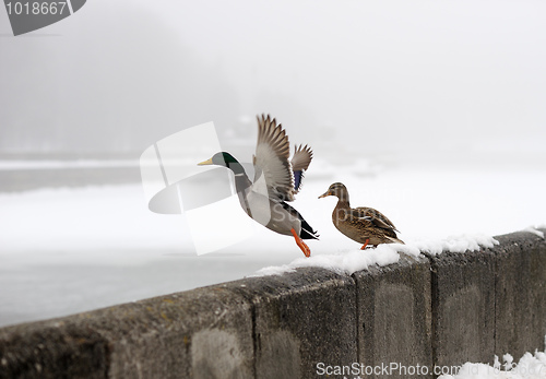 Image of Ducks in the winter in the city