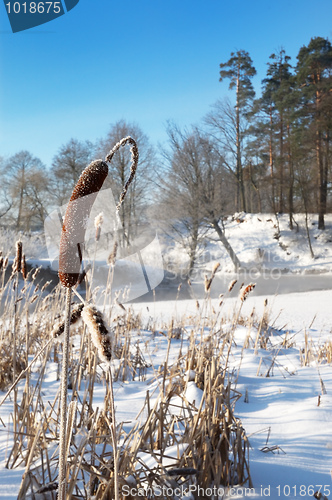 Image of Frosty winter morning