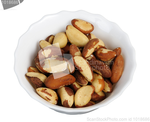 Image of Brazil nut (Bertholletia excelsa)