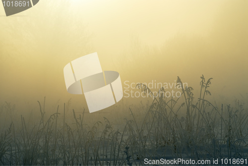 Image of Frosty winter morning