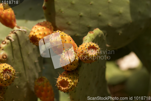 Image of Prickly pears