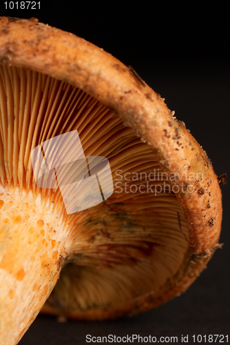 Image of Red pine mushroom