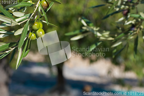 Image of Olive branch