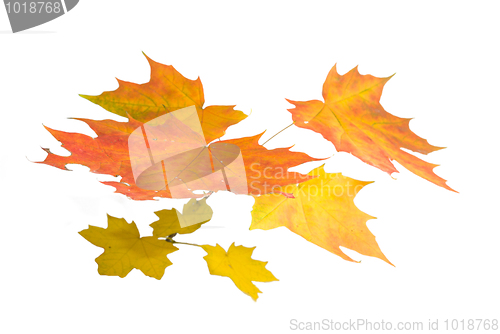 Image of Maple  4