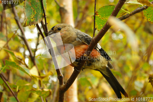 Image of Bullfinch 