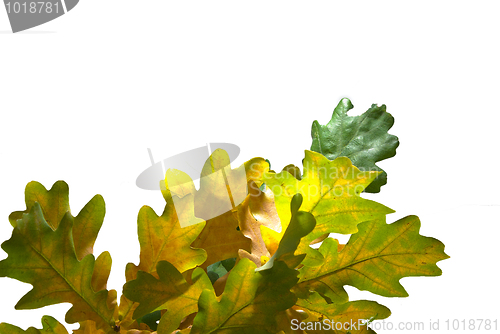 Image of oak