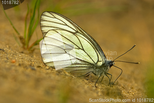 Image of Aporia crataegi 