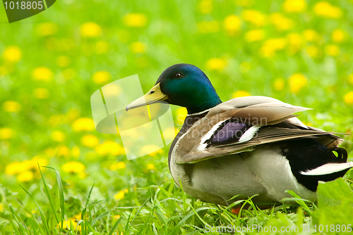 Image of Male of  mallard