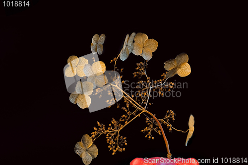 Image of in the Japanese style