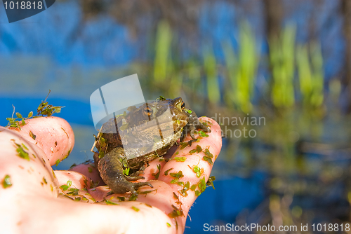 Image of toad 