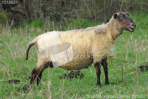 Image of sheep 