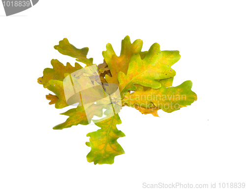 Image of oak